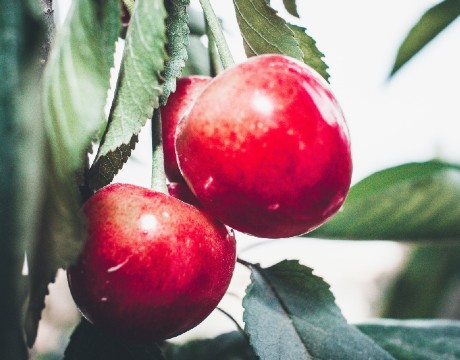 World-leading multidisciplinary institute for pioneering research in food and health, with a focus on scientific discovery that shapes the future of sustainable healthy and safe food systems.